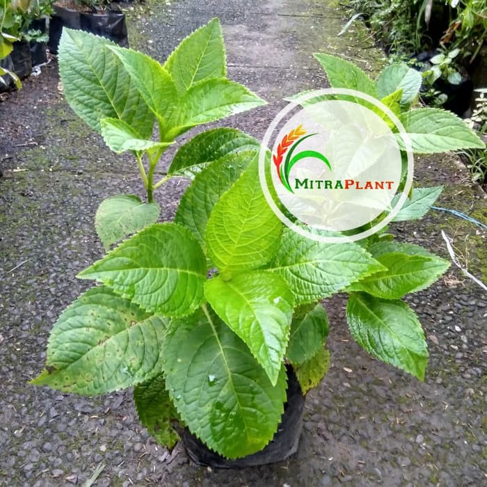 Bibit Tanaman Bunga Bokor Bibit Tanaman Bunga Hortensia Bibit Tanaman Bunga Pancawarna