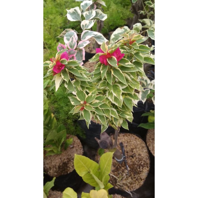 bugenvile Singapura.varigata