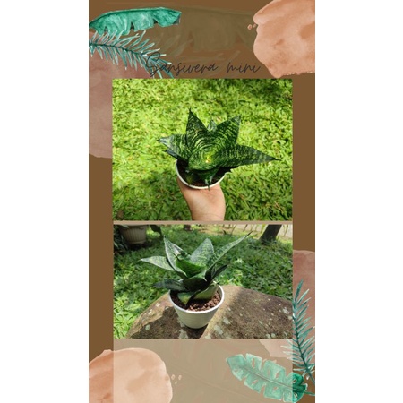sansivera mini/lidah mertua mini/tanaman indoor free pot