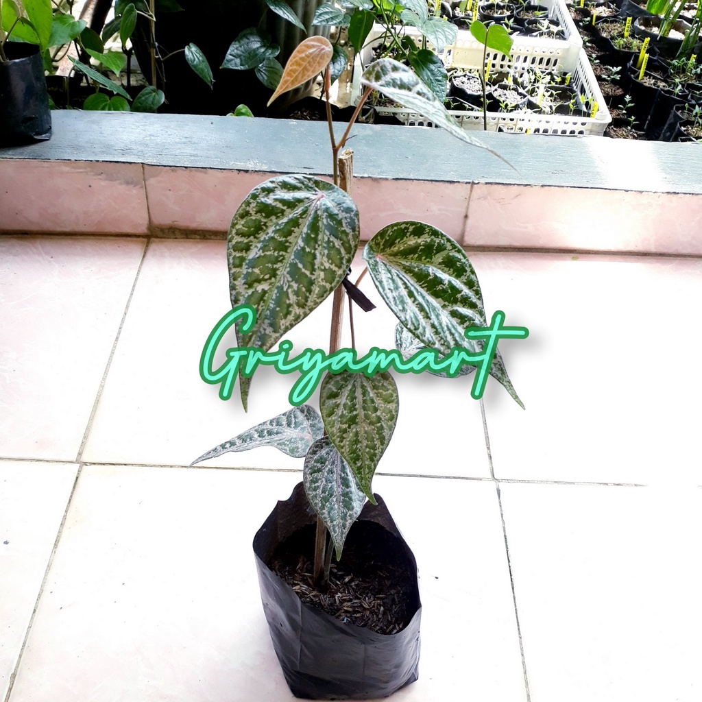 BIBIT POHON SIRIH MERAH SEGAR | BENIH POHON SURUH MERAH