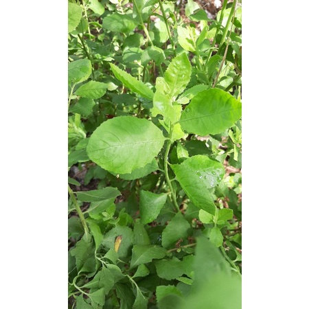 

Daun beluntas segar/obat herbal/ 250 gr