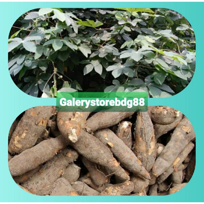 

Singkong karet umbi singkong karet segar 500 gram-az