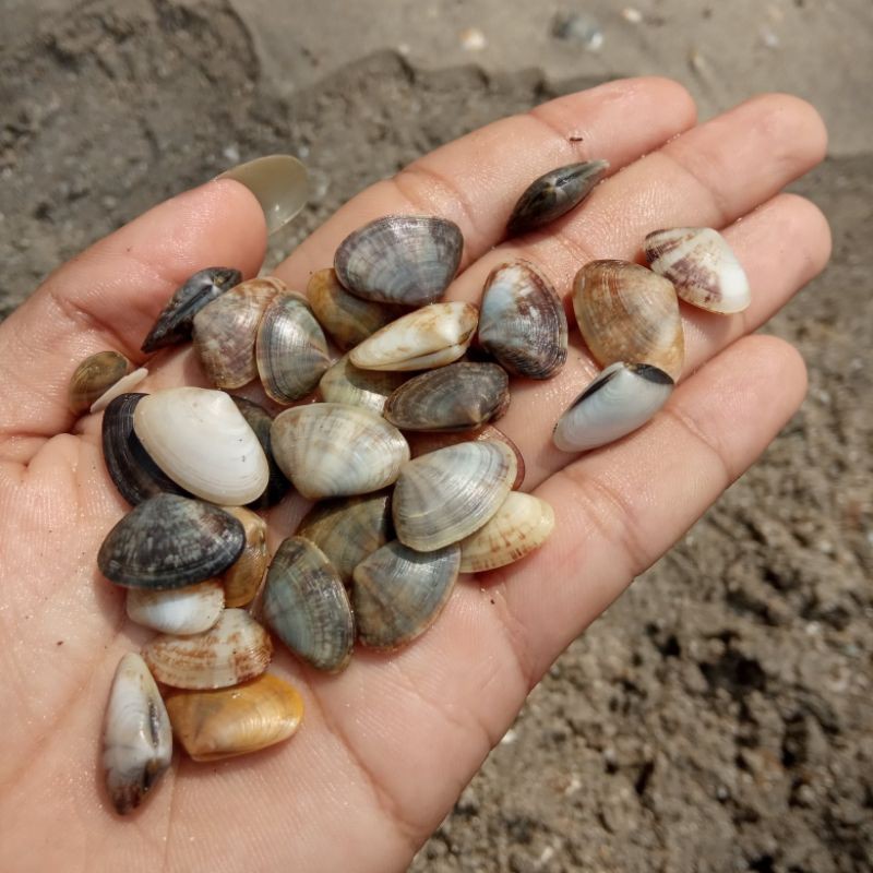 

kerang Kabya/beton segar masih hidup 30.000/KG