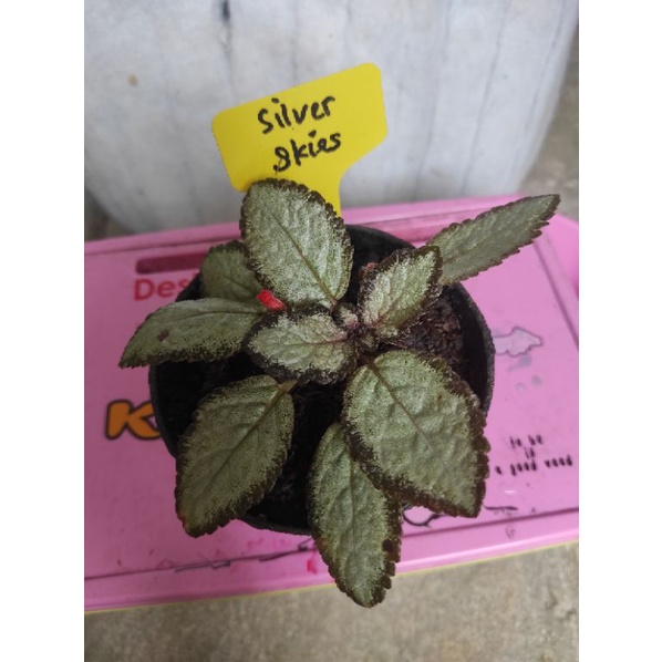 episcia silver skies jenis import