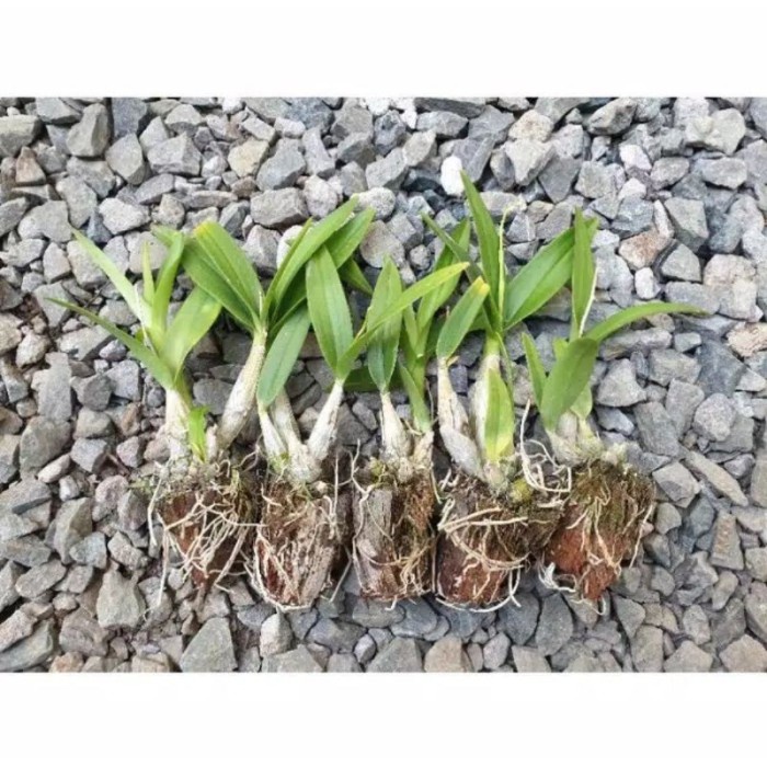 Seedling Anggrek Dendrobium Nobile White