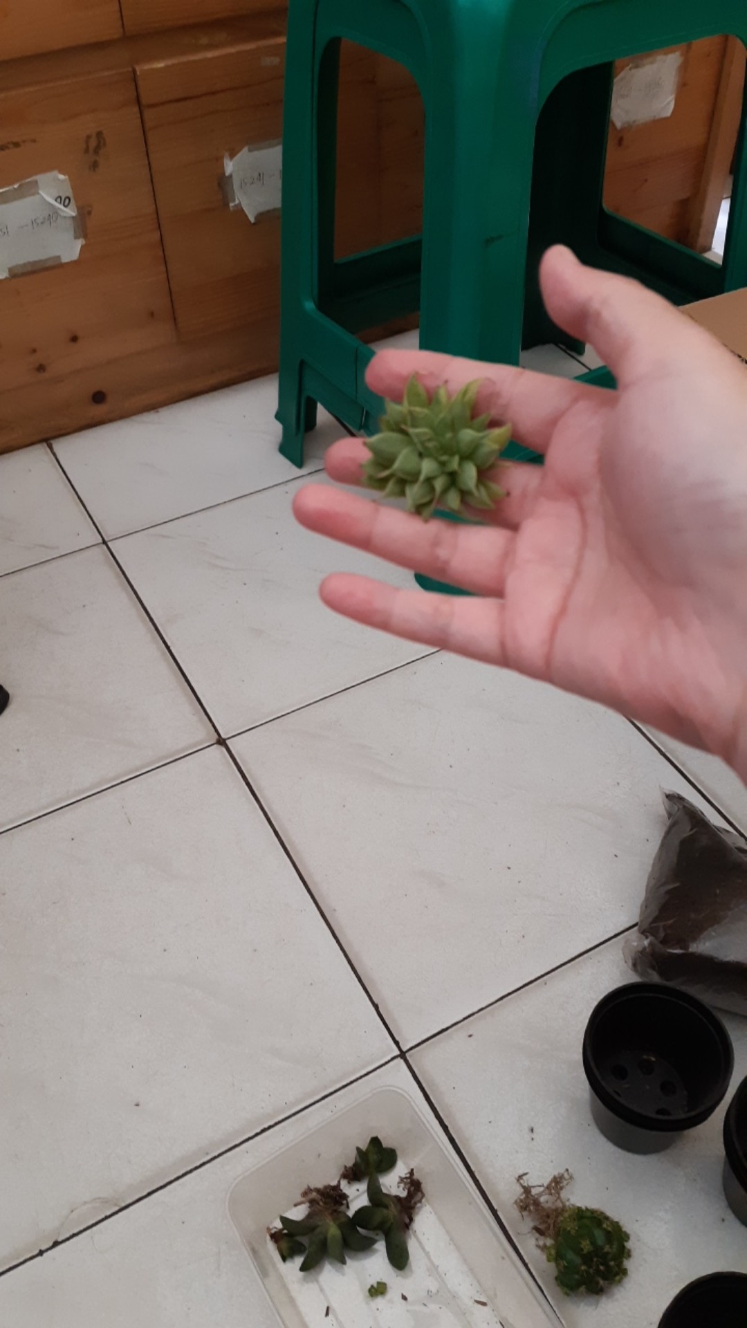 Sukulen Dan Kaktus Mini (echeveria ‘graptopetalum Filiferum’)