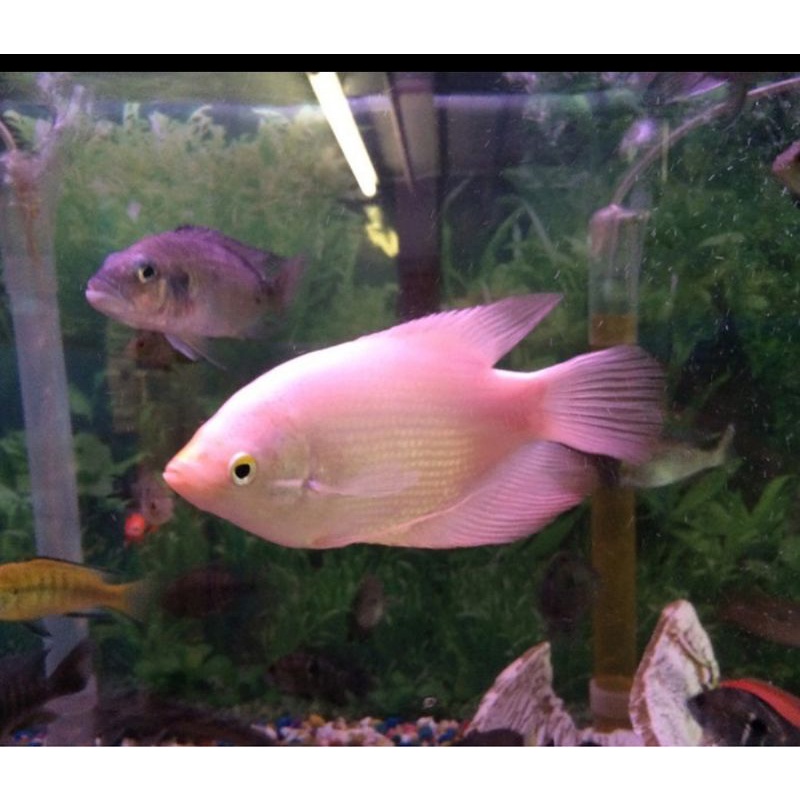 Ikan Hias Gurame Padang Aquarium Aquascape