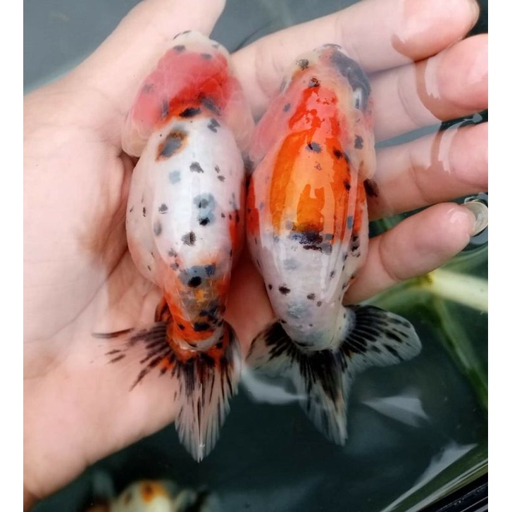 Ikan mas koki rancu calico / rancu calico Ikan hias aquarium / ikan mas koki rancu berkualitas