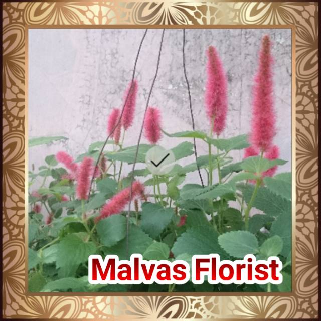 Tanaman hias - bibit bunga gantung achalipa