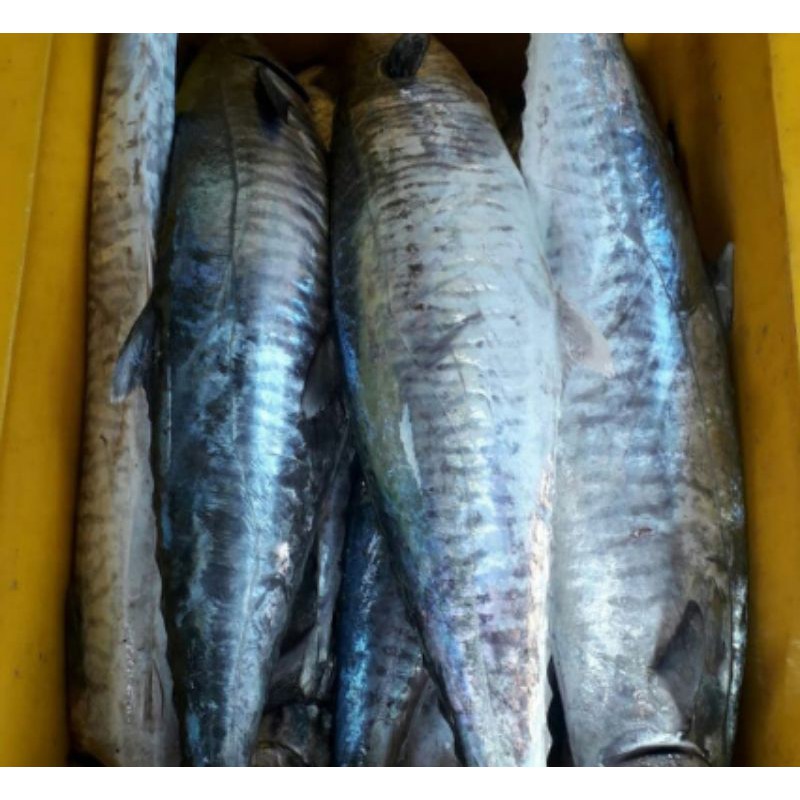 

ikan giling tenggiri jantan super BL