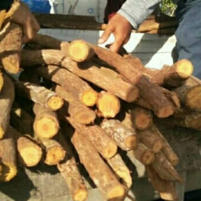 kayu bajaka asli