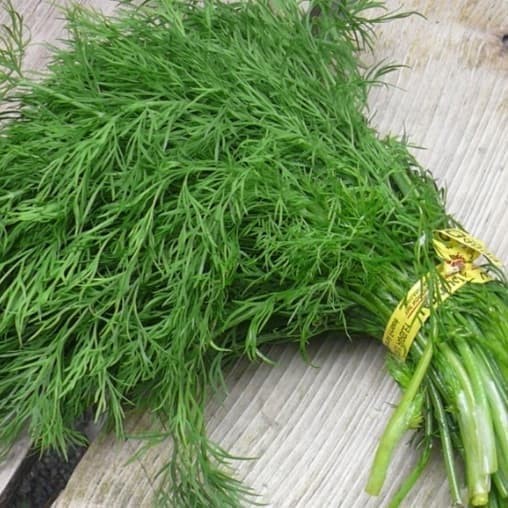 

New Daun Adas Fennel Daun Dill Siswa Rempah Herbal Natural Sayur Alami