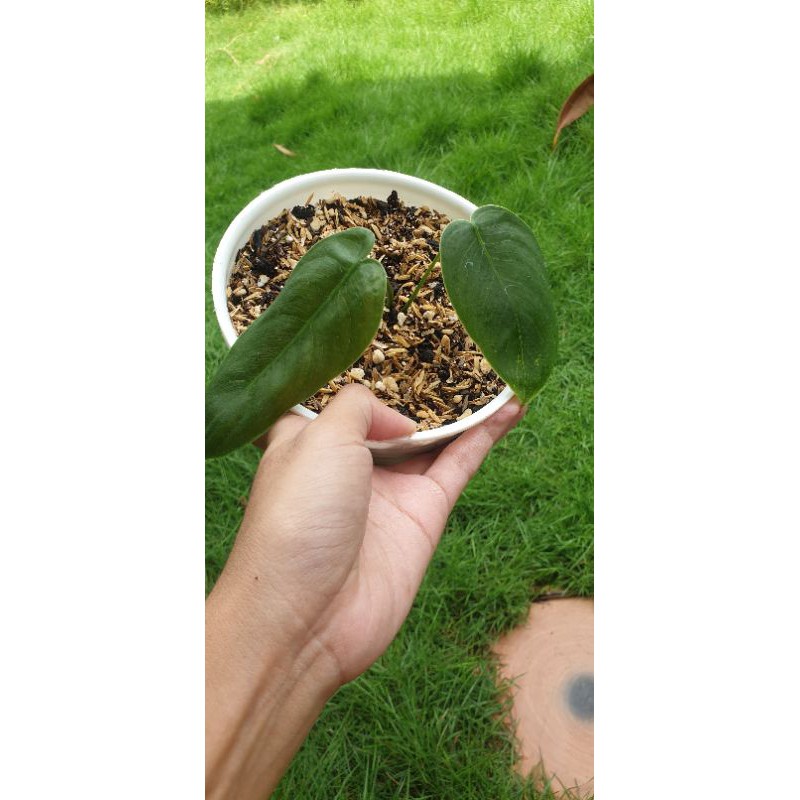 PHILODENDRON SHARONIAE
