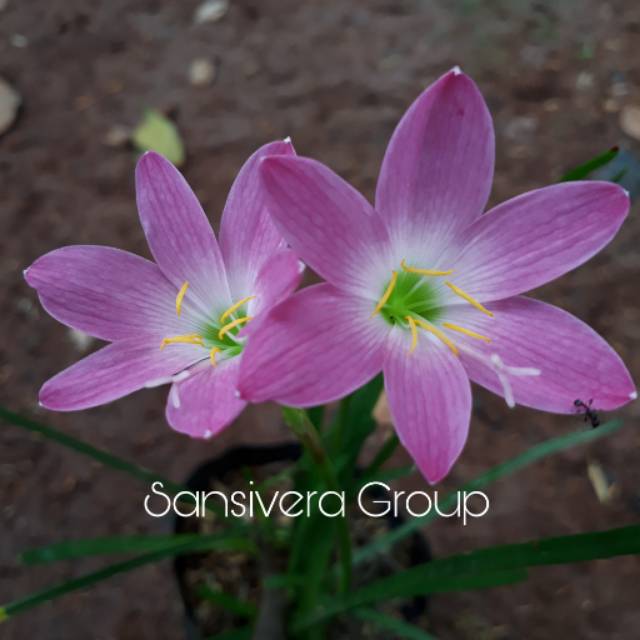 Tanaman Bunga Lily Zephyranthes Pink Tanaman Lily Hujan Pink Shopee Indonesia