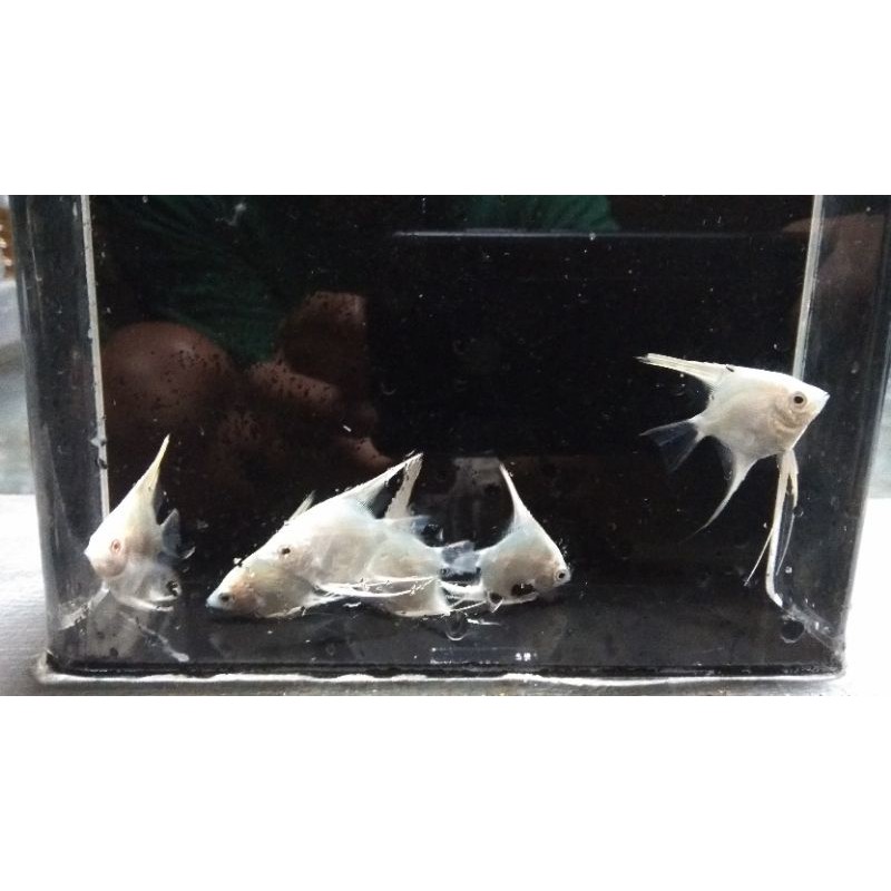 ikan manfish platinum