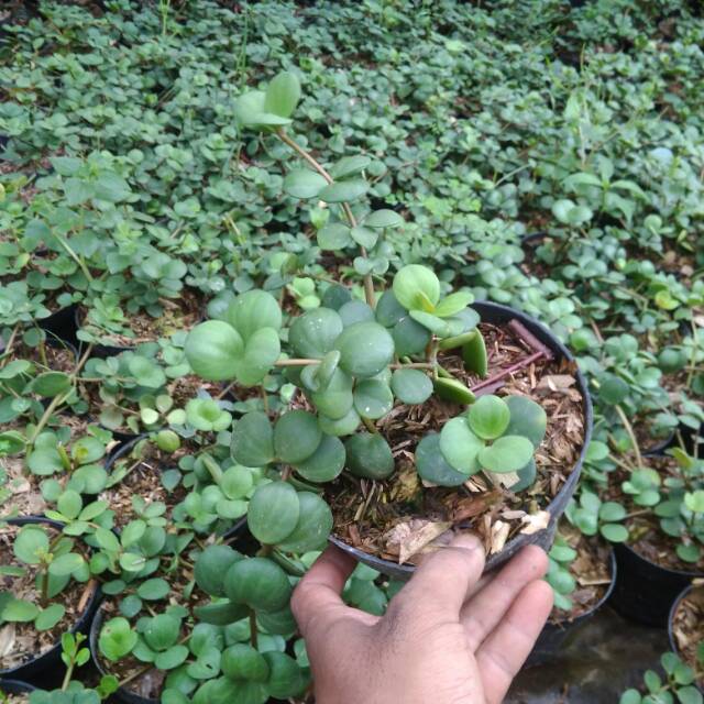 tanaman hias gantung Hoya hope - tanaman Hoya gantung