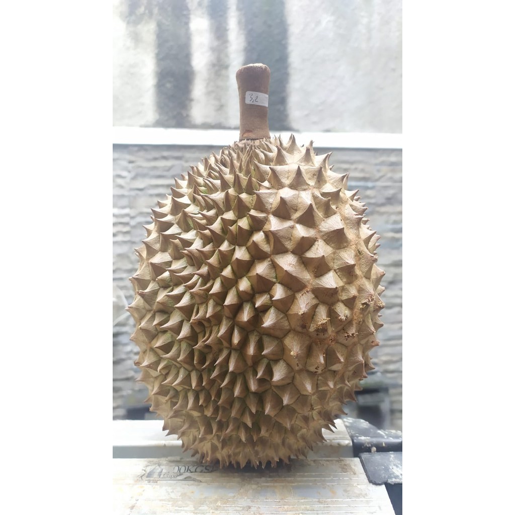 DURIAN MONTONG UTUH BULAT PARIGI PALU ASLI ORIGINAL KUALITAS SUPER GARANSI UANG KEMBALI 100%