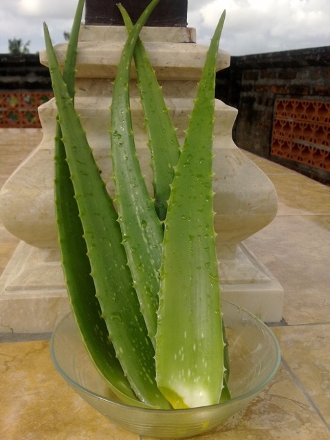 Pelepah lidah buaya / Daun Lidah buaya