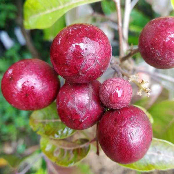 Bibit Tanaman Buah Kelengkeng Merah/Tanaman Kelengkeng Merah Okulasi Cepat Berbuah( (Jaminan Original)