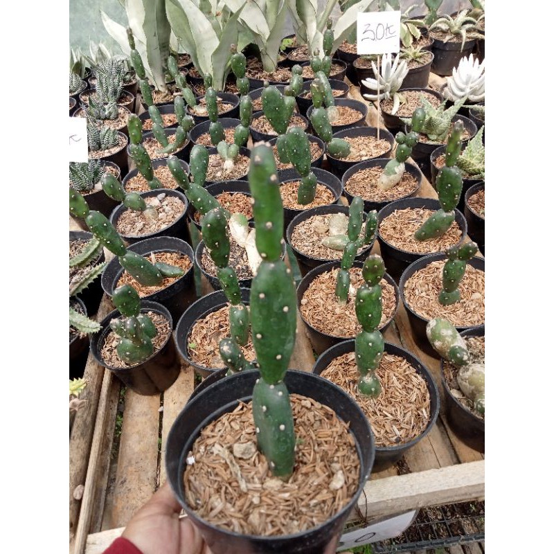 Kaktus Opuntia Canterae