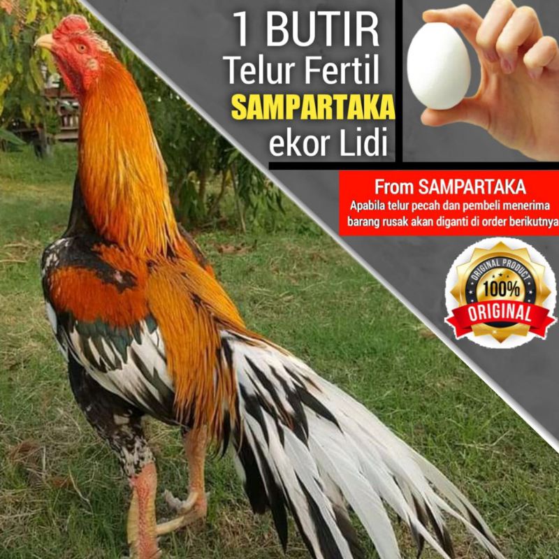 ayam bangkok LHK ekor lidi telur tetas 1 butir kode AK 24