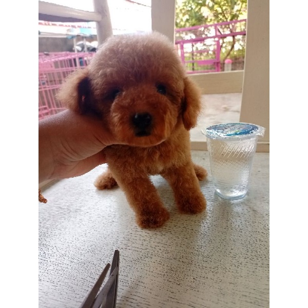 Tiny poodle betina