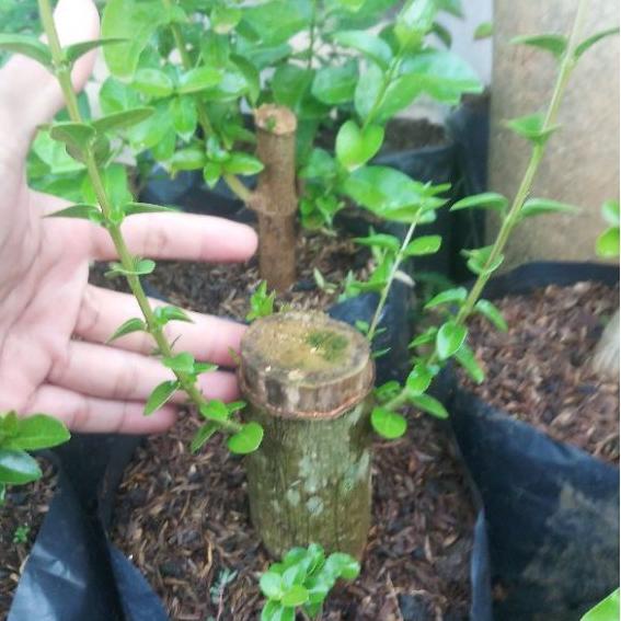 Paket Terbaik sancang bahan bonsai batang besar