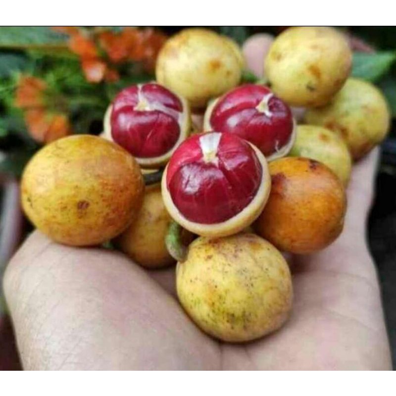 Buah BENCOY / Kemundung MERAH / Menteng JUMBO 1Kg