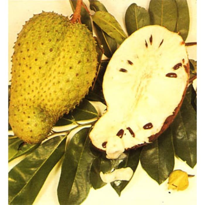 BIBIT TANAMAN SIRSAK KUNING