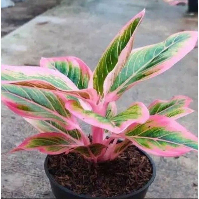 TANAMAN HIAS AGLONEMA LIPSTIK PUDING/CLASIC AGLONEMA LIPSTICK CANTIK AGLONEMA LIPSTIK PINK