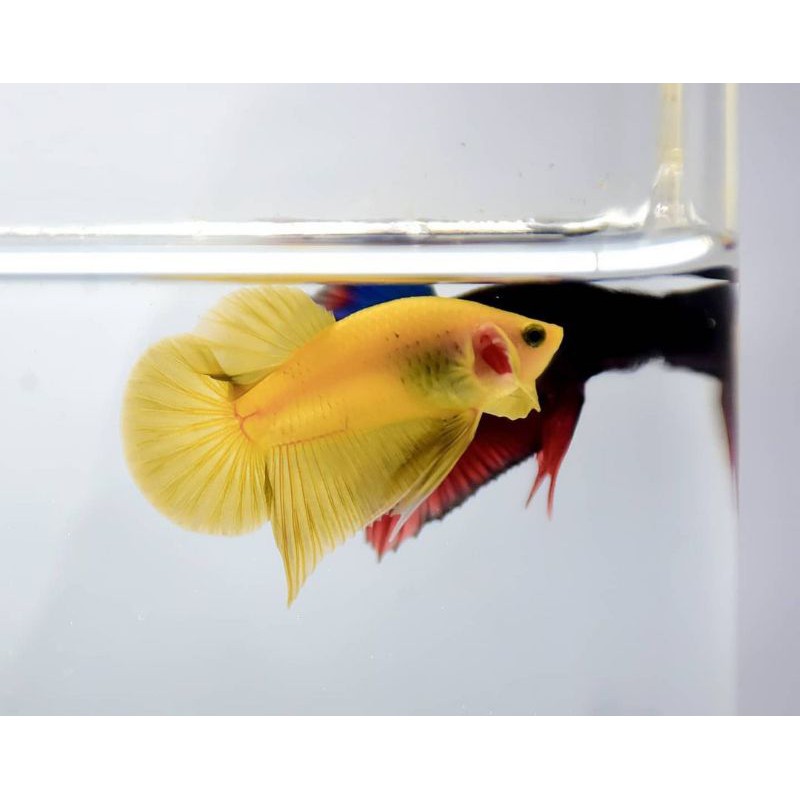 CUPANG PK YELLOW BANANA