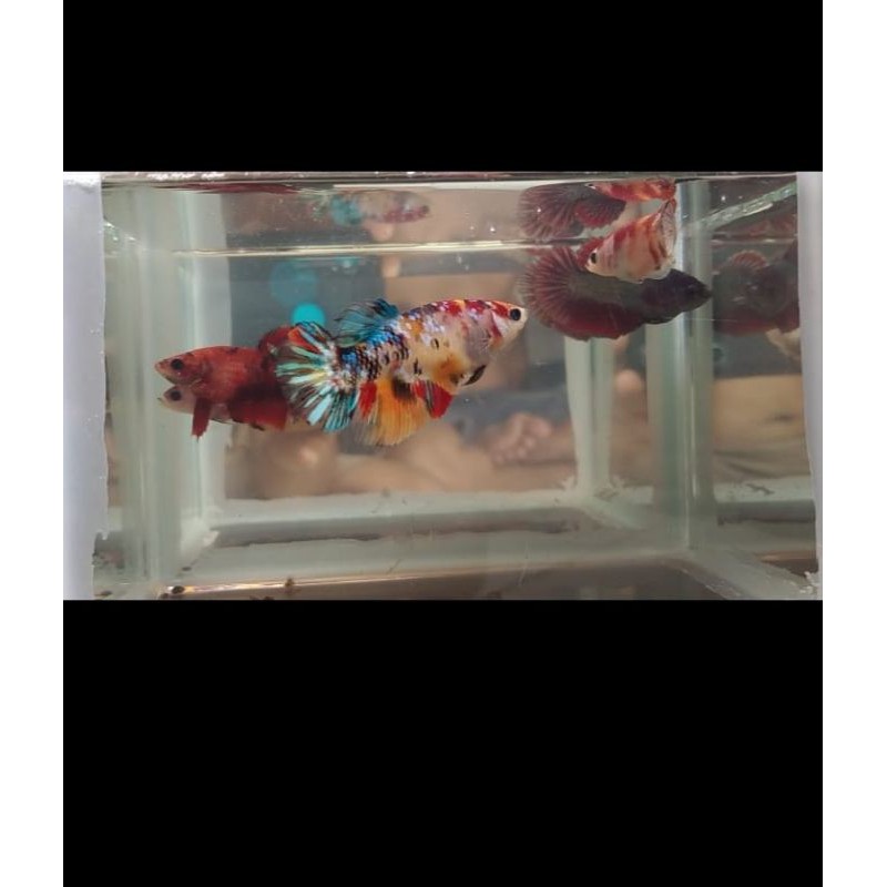 Ikan cupang koi nemo