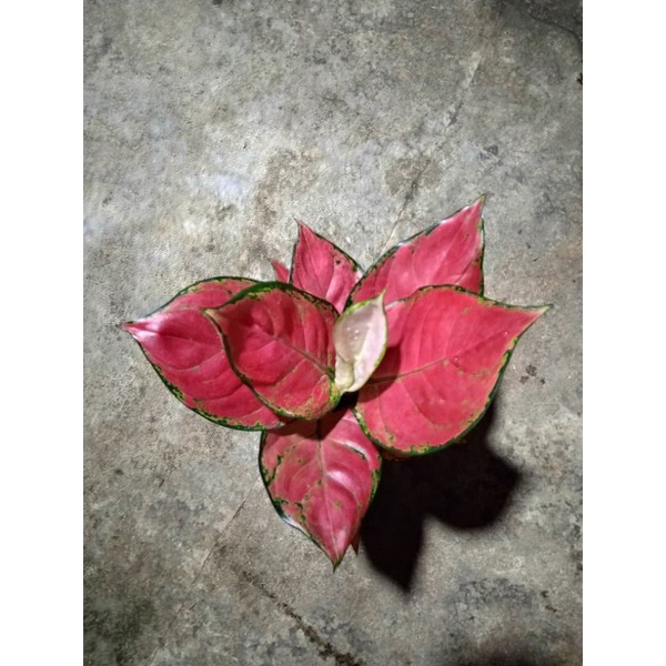 aglaonema red majesty
