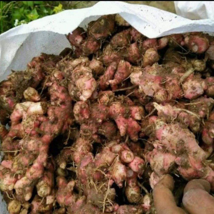 

tradisional-minuman- jahe merah fresh 1kg -minuman-tradisional.