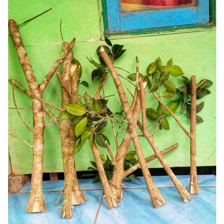 Stek batang ficus benjamina