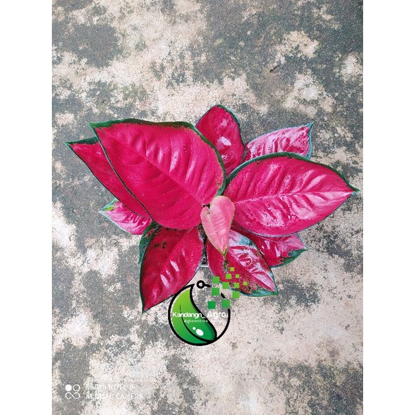 Suksom Jaipong Jumbo