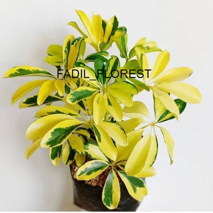 Tanaman Walisongo Golden Varigata