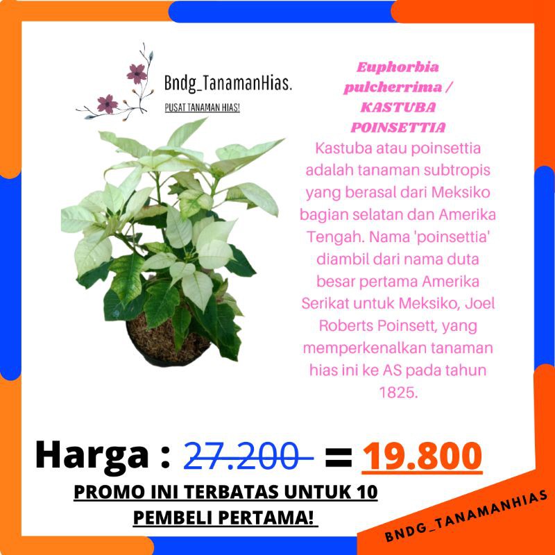 PROMO TANAMAN HIAS BUNGA SUPER KASTUBA POINSETTIA WARNA PUTIH | TERMURAH