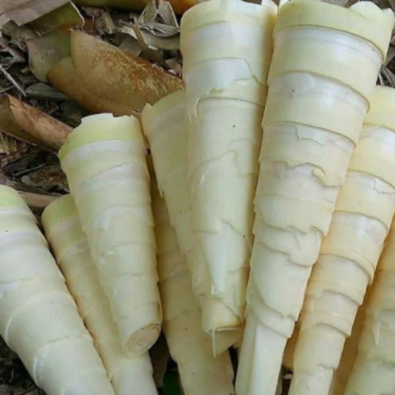 

Rebung bambu segar langsung petik per 1 kg