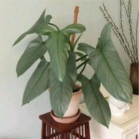 TANAMAN PHILODENDRON HASTATUM SWORD TANAMAN PHILO TANAMAN BUNGA INDOOR OUTDOOR