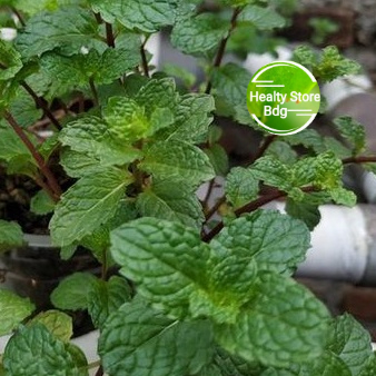 

Daun mint atau keresmen segar 500 gram