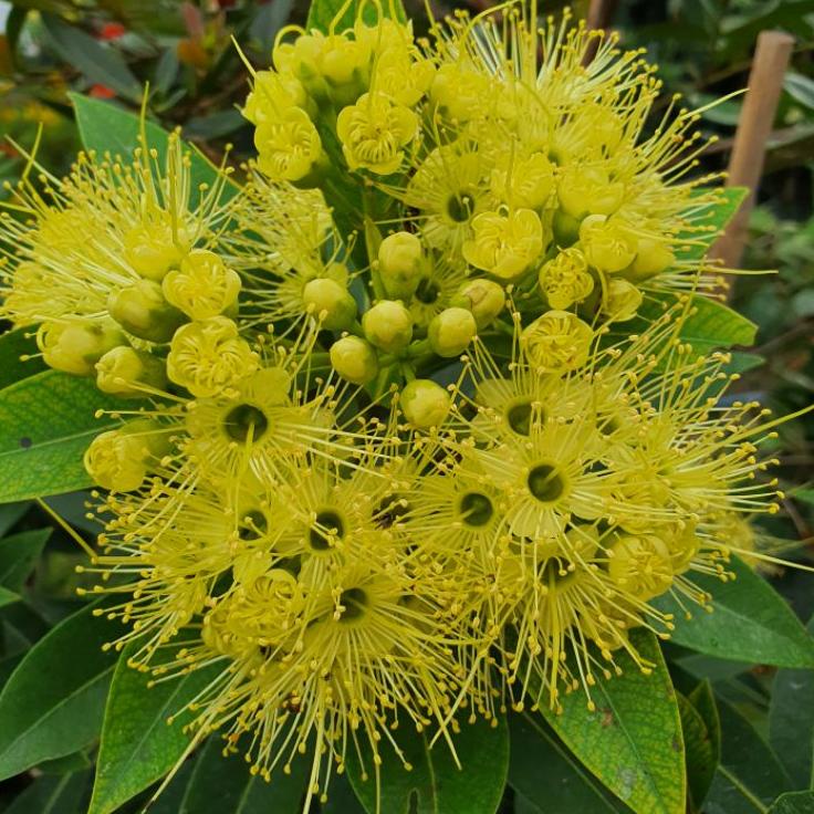 Santos Lemon / Xanthostemon Tinggi Range +-75 cm –AFT.11Ma22ᵀ