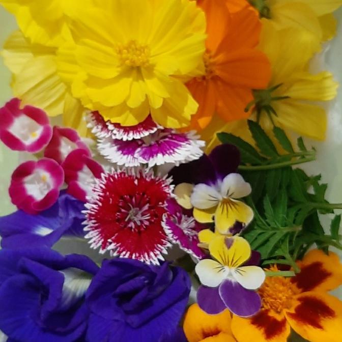 

Edible Flowers Mix 30 Pcs TERLARIS TERPERCAYA ORIGINAL