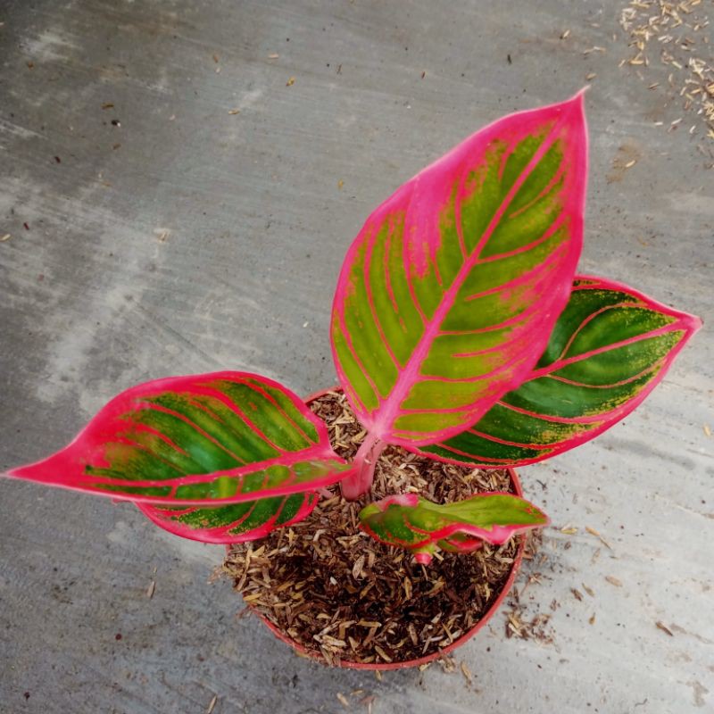 Bunga aglonema Kansa / kanza culture