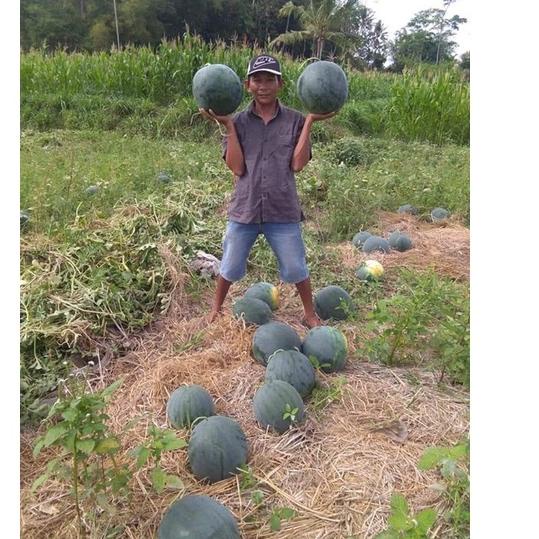 Special Price.. Semangka Non biji bulat BANGKOK F1