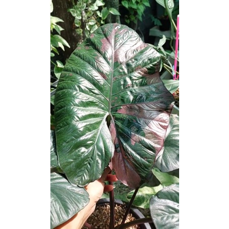 alocasia serendipity variegata