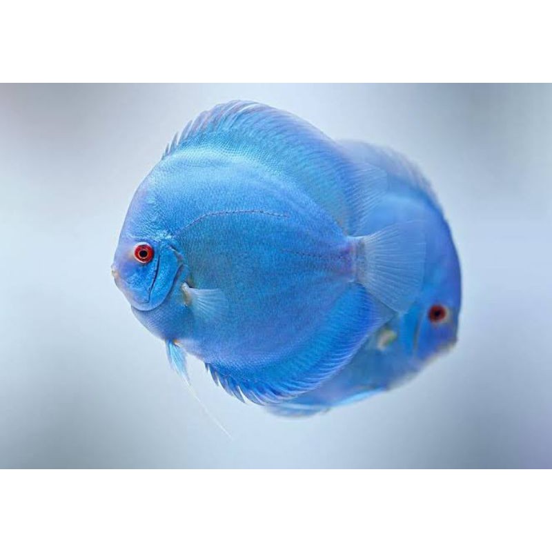 ikan discus blue diamond