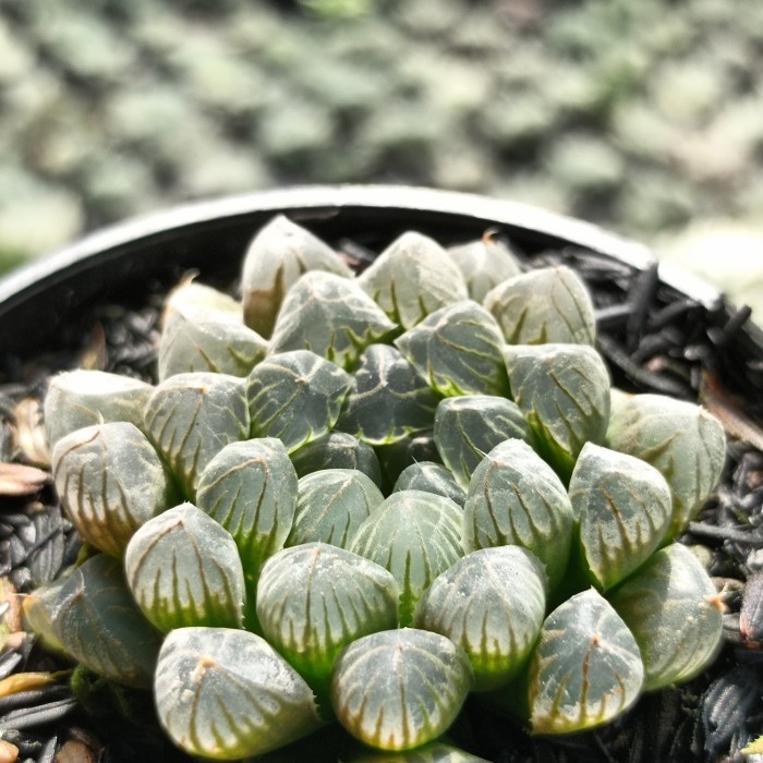haworthia cooperi