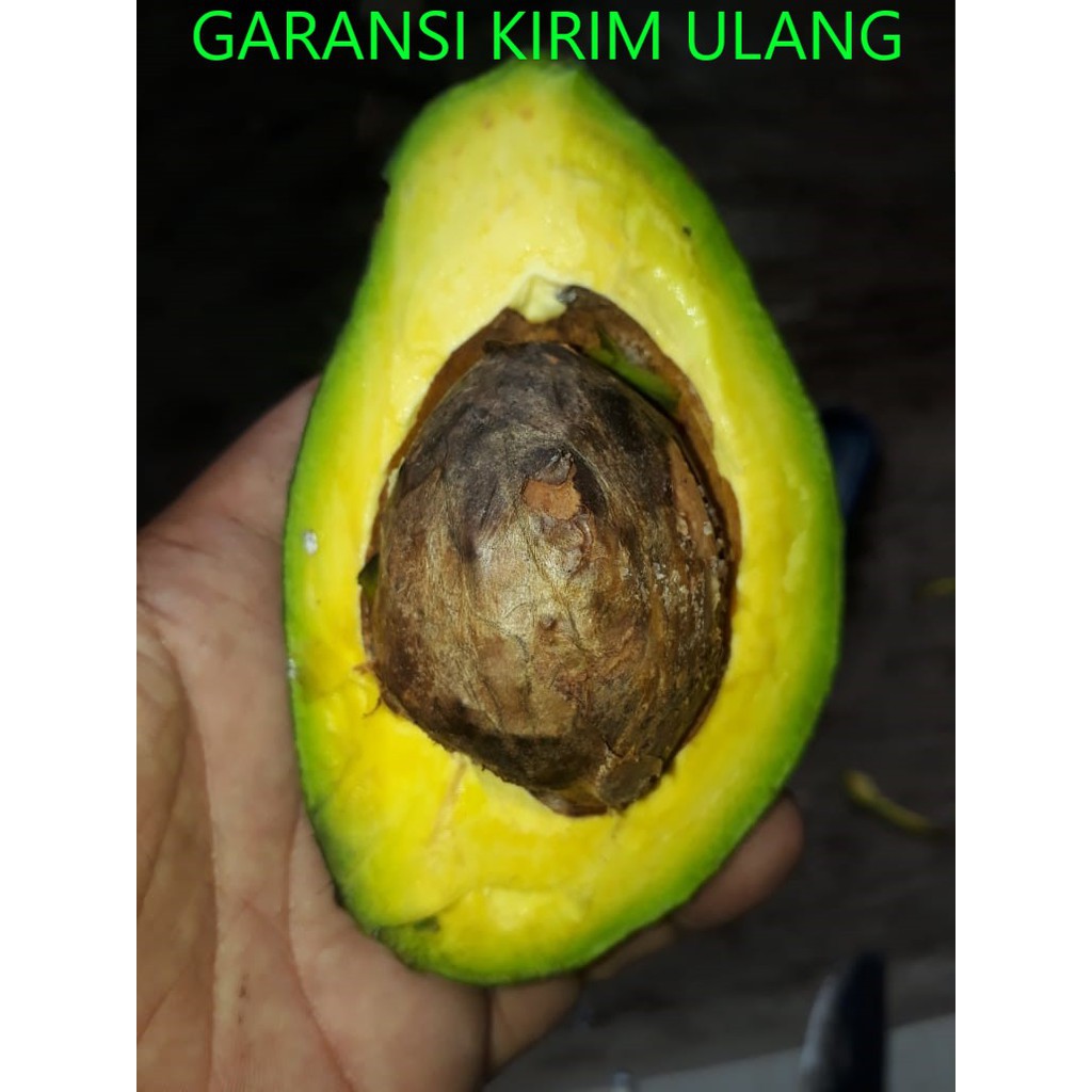 

ALPUKAT MENTEGA SUPER ASGAR GRADE A1 ALPUKET MURAH