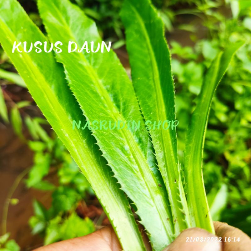 

DAUN WALANG SANGIT 100 LEMBAR SEGAR (KHUSUS DAUN) / DAUN WALANG SANGIT LANGSUNG PETIK